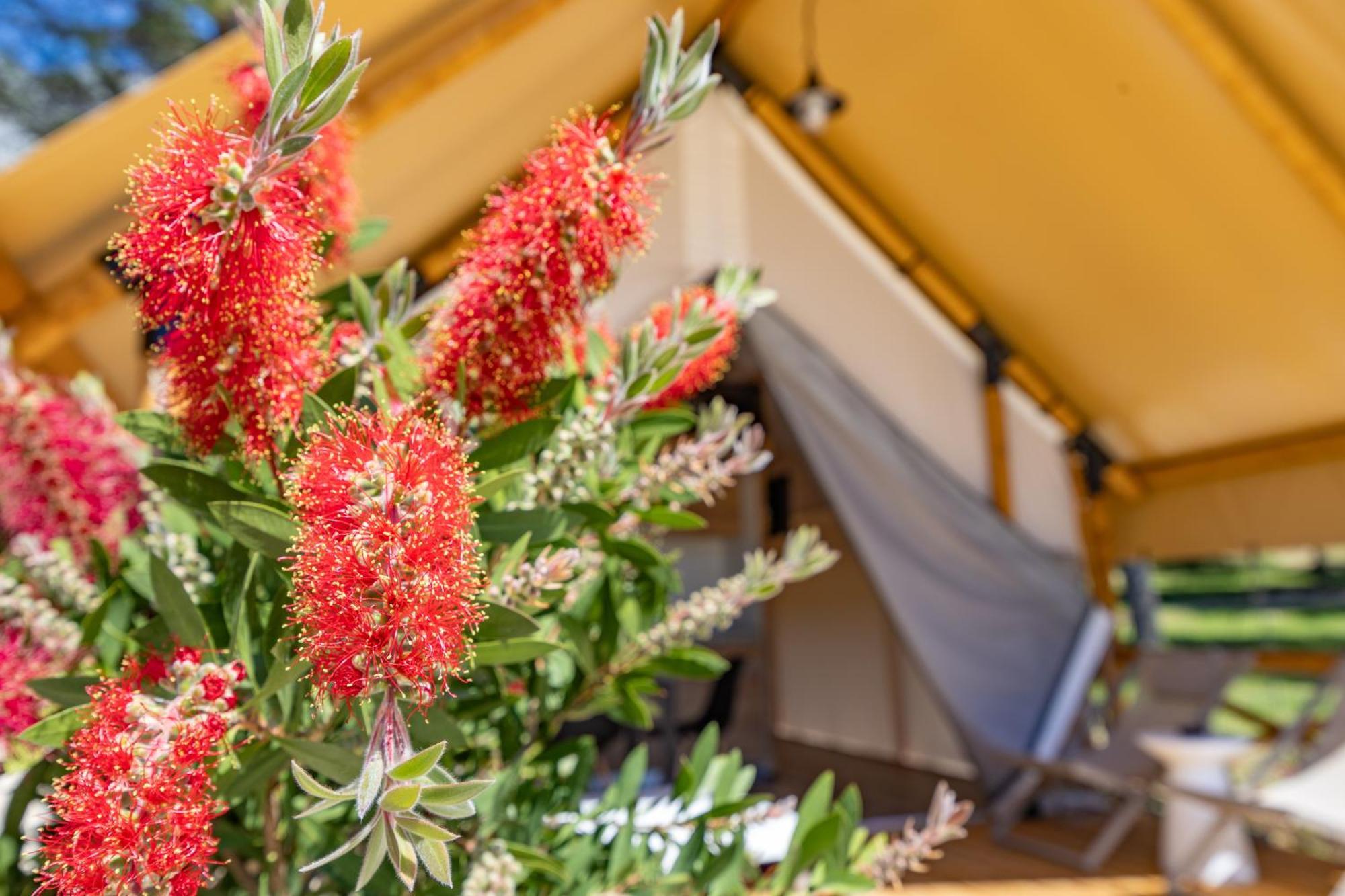 Camp Dole Zivogosce - Mobile Home And Glamping Tent Екстер'єр фото